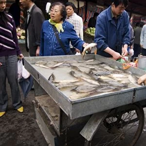 Woman buying fresh fish at market, Xining, Qinghai, China, Asia
