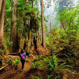 Woman exploring Mount Shasta Forest, California, United States of America, North America