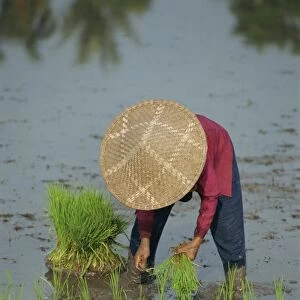 Woman in a straw hat planting out rice