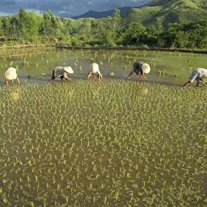 Women planting out rice in paddy fields near Lang Co in Vietnam