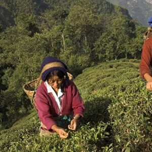 Two women plucking tea at Singtom tea garden