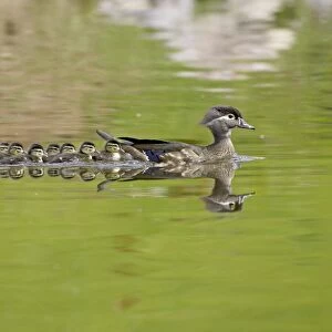 Wood duck (Aix sponsa) hen and ducklings swimming, Arapahoe County, Colorado