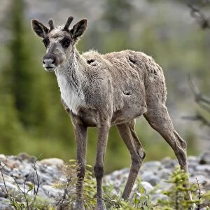 Woodland caribou (Rangifer caribou) calf, Stone Mountain Provincial Park
