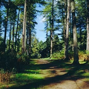 Woodland walk, Sherwood Forest, Edwinstowe, Nottinghamshire, England