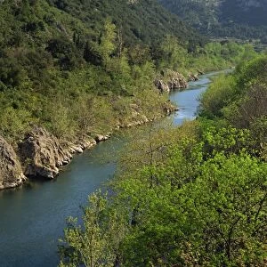 Woods on the banks of the River Herault near St. Guilhem le Desert in Languedoc Roussillon