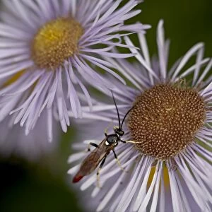 Woodwasp (Xiphydriidae) on a showy daisy (Erigeron speciosus), Glacier National Park