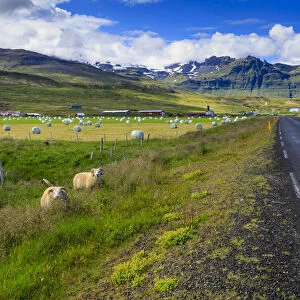 Woolly Icelandic sheep, road, grasses and mountains, Grundarfjordur town, Summer