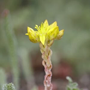 Wormleaf stonecrop (yellow stonecrop) (Sedum stenopetalum), Weston Pass