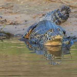 Yacare caiman (Caiman yacare), Pantanal, Mato Grosso, Brazil, South America