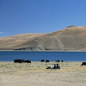 Yaks graze by Yamdrok Lake beside old Lhasa-Shigatse road, Tibet, China, Asia