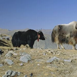 Two yaks in the mountains, Tibet, China