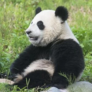 Two year old young Giant Panda (Ailuropoda melanoleuca), Chengdu, Sichuan, China, Asia