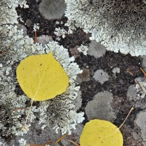 Yellow aspen leaves on a lichen-covered rock in the fall, Uncompahgre National Forest, Colorado, United States of America, North America