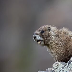Yellow-bellied marmot (yellowbelly marmot) (Marmota flaviventris) calling, San Juan National Forest