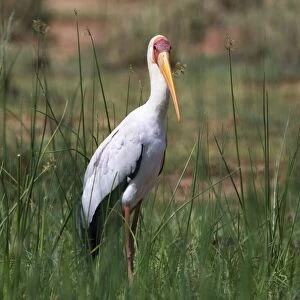 A yellow-billed stork (Mycteria ibis), Tsavo, Kenya, East Africa, Africa