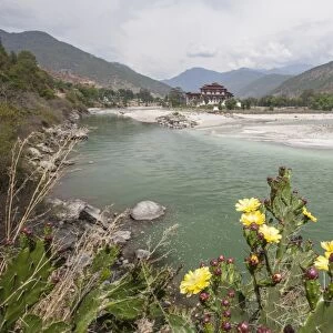 Yellow flowers bloom on the banks of the River Pho Chhu which crosses the city of Punakha