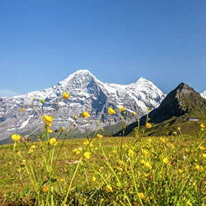 Yellow flowers framing Mount Eiger, Mannlichen, Grindelwald, Bernese Oberland, Canton of Bern