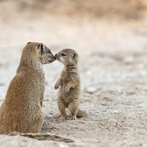 Yellow mongoose (Cynictis penicillata) with young, Kgalagadi Transfrontier Park, South Africa, Africa