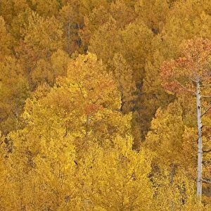 Yellow and orange aspen in the fall, Uncompahgre National Forest, Colorado, United