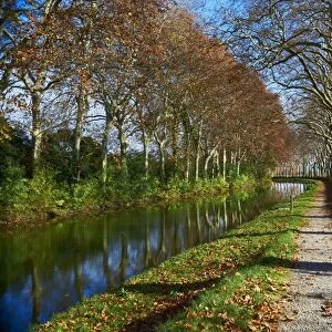 Yellow and red leaves in autumn along the Canal du Midi, UNESCO World Heritage Site