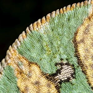 Yemen Chameleon (Chameleon Calyptratus), captive, Yemen, Middle East