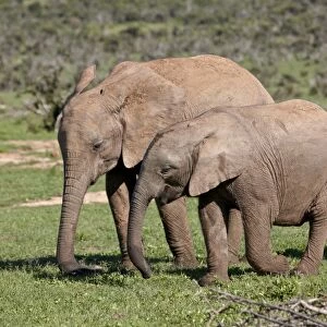 Two young African elephant (Loxodonta africana) tail, Addo Elephant National Park
