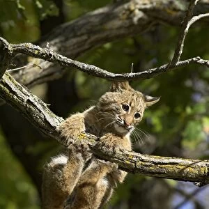 Young bobcat (Lynx rufus) hanging onto a branch