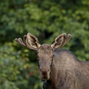 Young bull moose (Alces alces), Kincaid Park, Anchorage, Alaska, United States of America