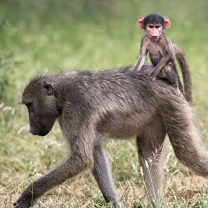 Young chacma baboon