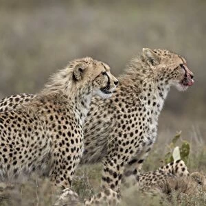 Two young cheetah (Acinonyx jubatus), Serengeti National Park, Tanzania, East Africa, Africa