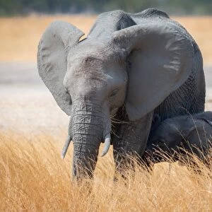 Young elephant calf and its mother in Hwange National Park, Zimbabwe, Africa