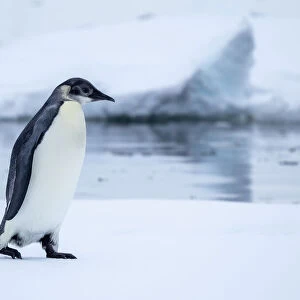 A young emperor penguin (Aptenodytes forsteri) hauled out on the ice near Snow Hill Island, Weddell Sea, Antarctica, Polar Regions