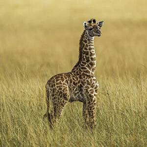 A young Giraffe (Giraffa), in the Msai Mara National Reserve, Kenya, East Africa