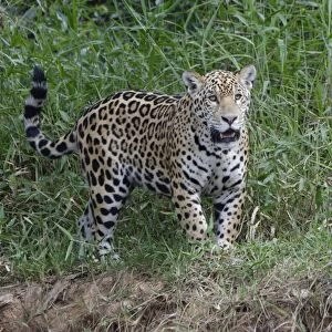 Young jaguar (Panthera onca) on riverbank, Cuiaba River, Pantanal, Mato Grosso State