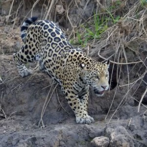Young jaguar (Panthera onca) stalking on riverbank, Cuiaba River, Pantanal, Mato Grosso State
