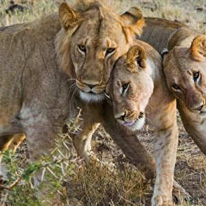 Young lions (Panthera leo), Masai Mara National Reserve, Kenya, East Africa, Africa