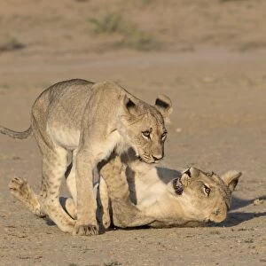 Young lions (Panthera leo) playing, Kgalagadi Transfrontier Park, Northern Cape, South Africa