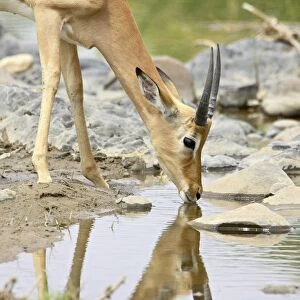 Young male impala (Aepyceros melampus) drinking