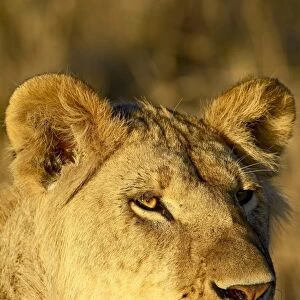 Young male lion (Panthera leo)