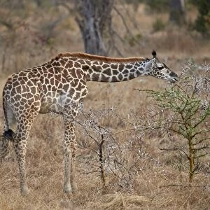 Young Masai giraffe (Giraffa camelopardalis tippelskirchi) feeding, Selous Game Reserve