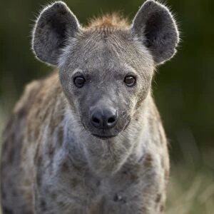 Young Spotted Hyena (Spotted Hyaena) (Crocuta crocuta), Kruger National Park, South Africa, Africa
