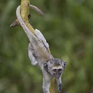 Young vervet monkey (Chlorocebus aethiops) climbing a tree, Ngorongoro Crater, Tanzania, East Africa, Africa