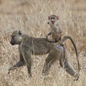 Young yellow baboon (Papio cynocephalus) riding on its mother, Ruaha National Park