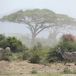 Zebra under an Acacia tree in dusty Amboseli National Park, Kenya, East Africa, Africa
