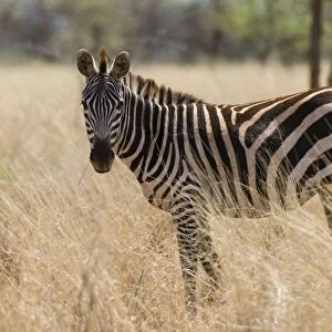 Zebra, Meru National Park, Kenya, East Africa, Africa