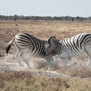 Two zebras fighting in the savannah, Etosha National Park, Namibia, Africa