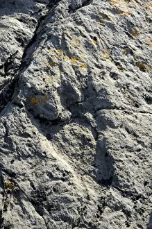 150 million year old fossilised footprint (ichnite) of theropod dinosaur in karst limestone rock, Terenes, Asturias