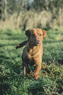 Canines Prints: 2 Red Labrador Gun Dogs in the sunshine on a pheasant shoot in the UK