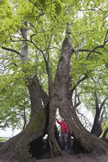 Mature Men Prints: A 2000 year old Platan tree, independent Armenian enclave officially within Azerbaijan