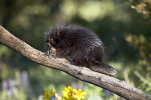 Baby Animals Prints: 27164_work